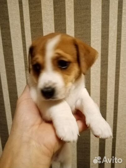 Щенки джек рассел терьер