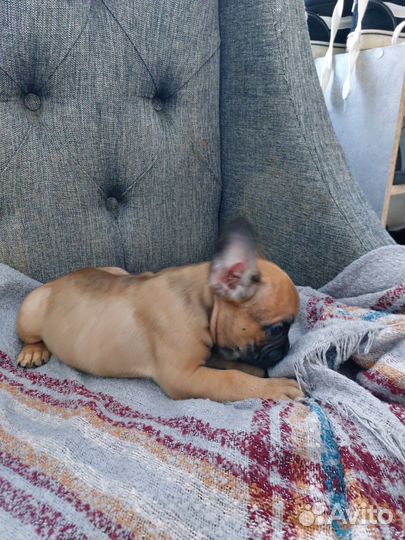 Щенки франзуского бульдога