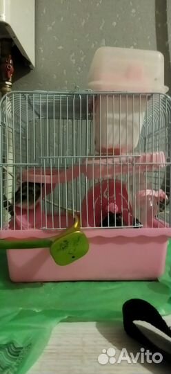 Продам двух хомяков, с клеткой 900, без 200