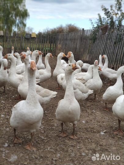 Гуси домашние