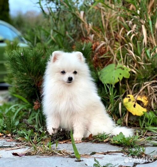 Мини мальчик 7 мес