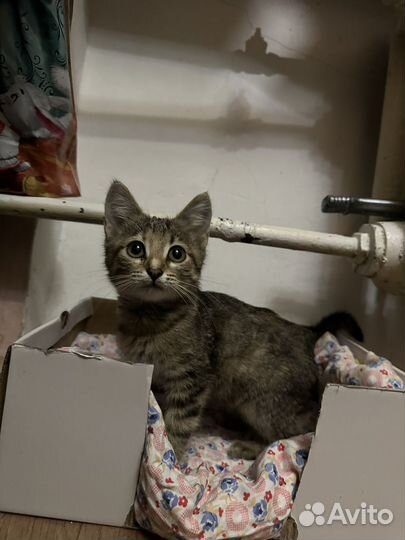 Котик