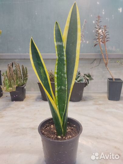 Сансевиерия сортовая