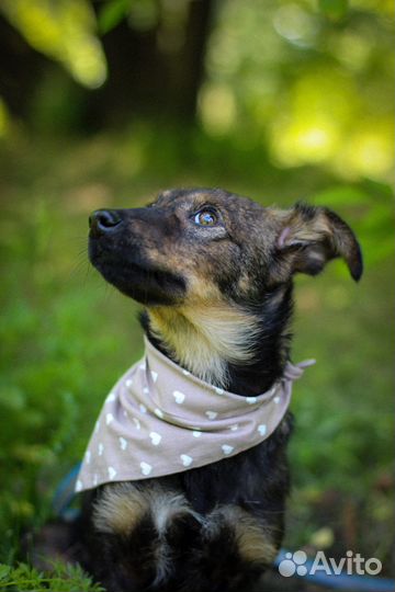 Щенок в добрые руки