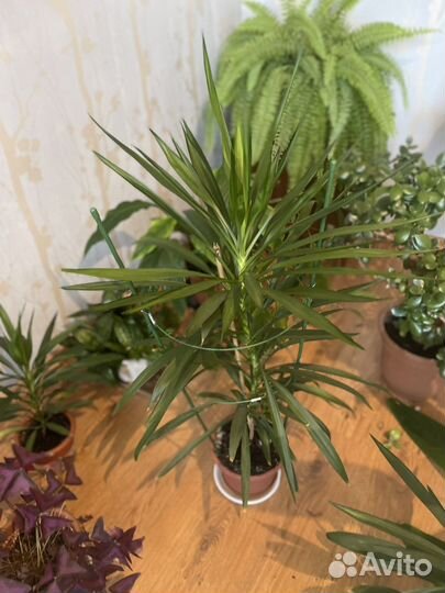 Цветы комнатные