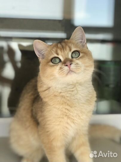 Кот bri ny11 на вязку