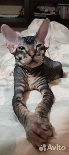 Донской сфинкс кошечка