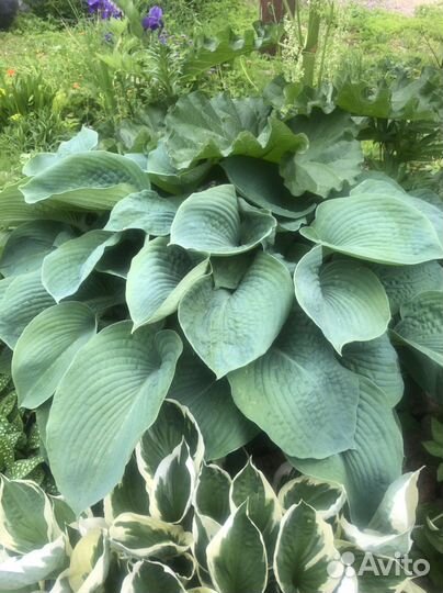 Хоста - разные виды