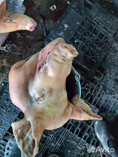 Мясо свинина домашняя