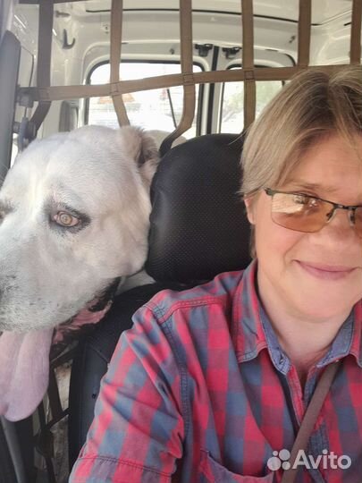 Зоотакси от кошки до Пони