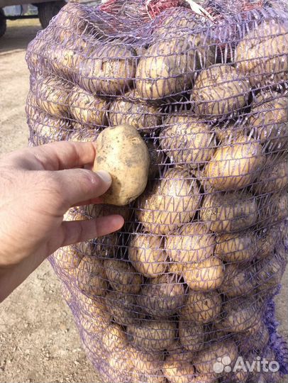 Семенной картофель