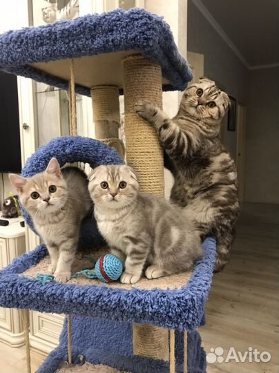 Шотландские котята
