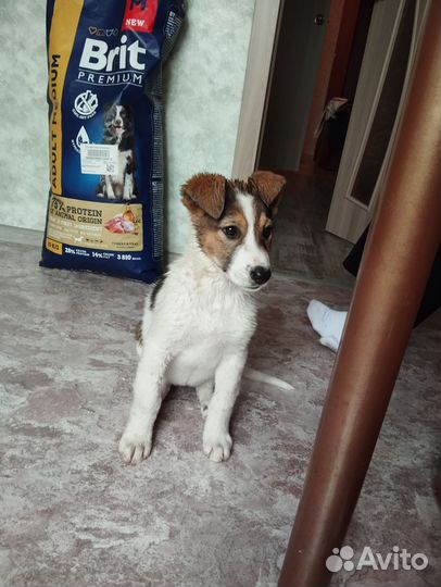 Помесь Джека Рассела и дворняжки