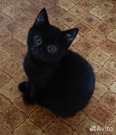 Британские котята