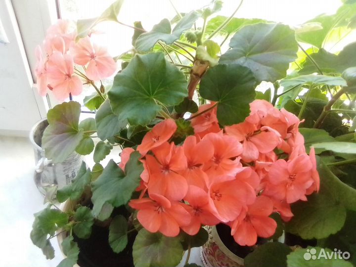 Пеларгонии, абутилоны, перец и др. растения