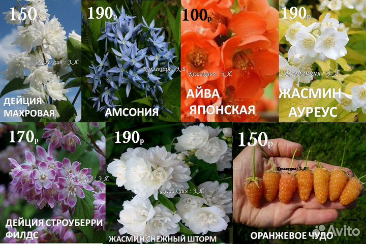 Гортензии Кустарники Малина Доставка Почтой