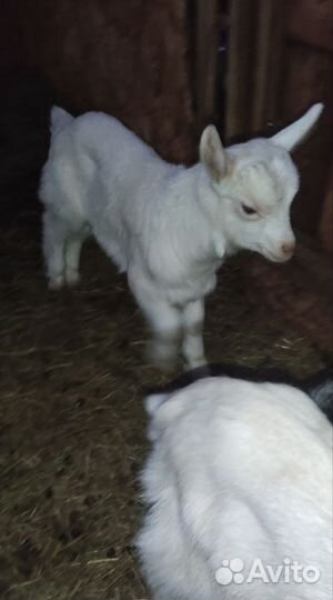 Козы и козлята продажа