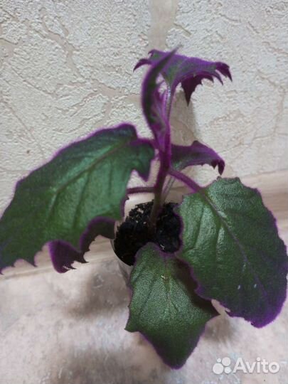 Цветы комнатные