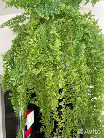 Папоротник-Нефролепис Флаффи Рафлс