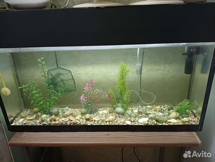 Аквариумные рыбки