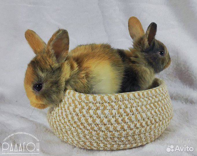 Карликовый мини кролик