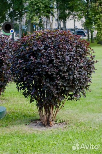 Пузыреплодник саженец