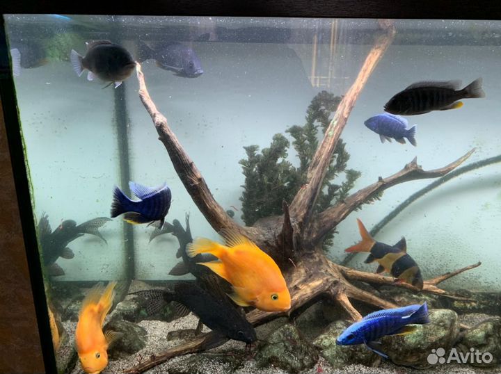 Аквариум