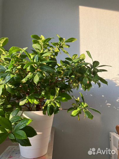 Отрежу черенки от гардения жасминовидной