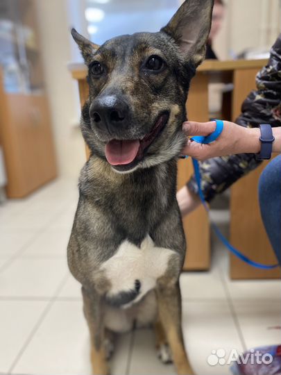 Муся ищет дом