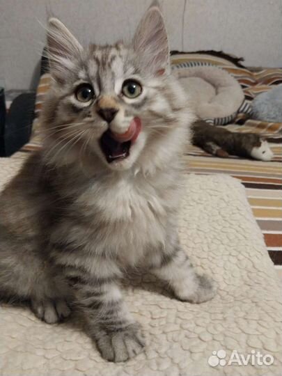 Котята от Чемпиона Мира