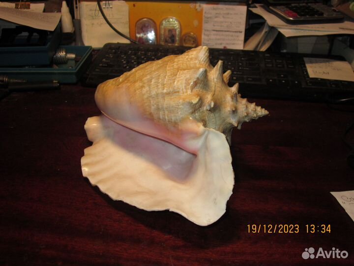 Кораллы и раковины для аквариума