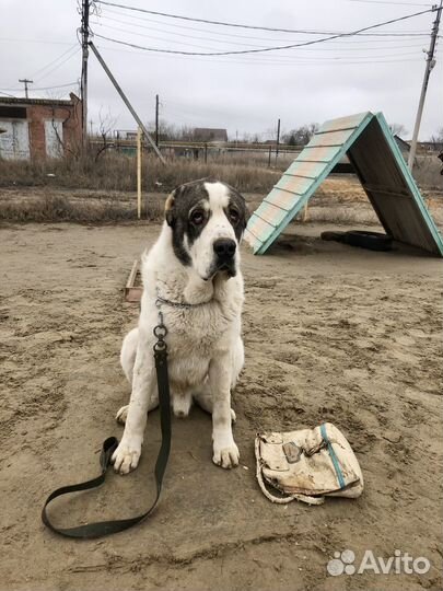 Кобель сао для вязки