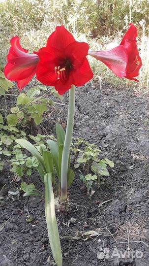 Гиппеаструм красный детки