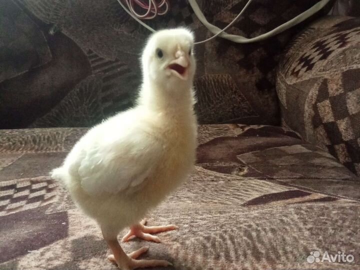 Цеплята и яйца кобб 500