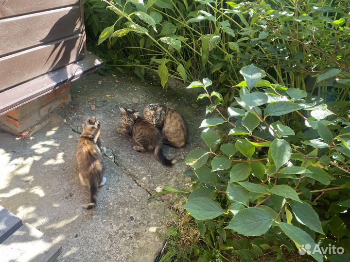 Котята в добрые руки даром