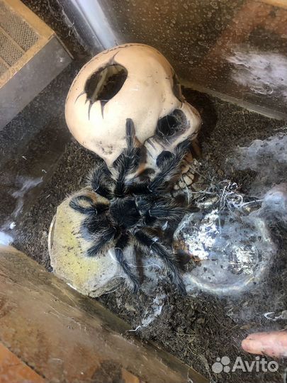 Паук птицеед (Lasiodora parahybana)