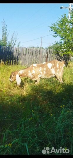 Козы и козёл нубийские