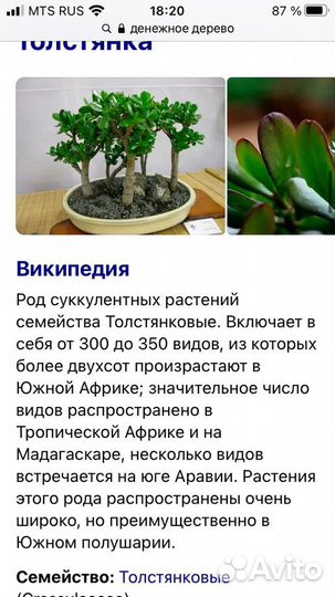 Толстянка денежное дерево