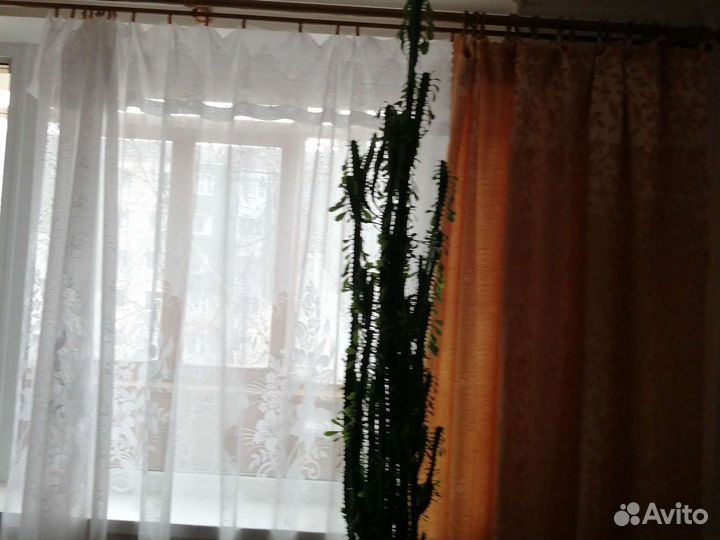 Молочай, кактус