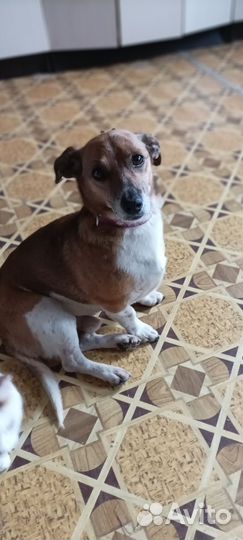 Маленькая собака бесплатно