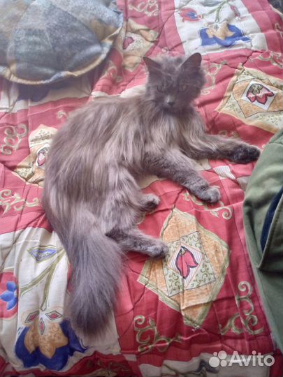 Британские котята