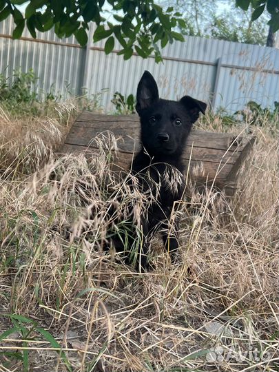 Щенки немецкой овчарки