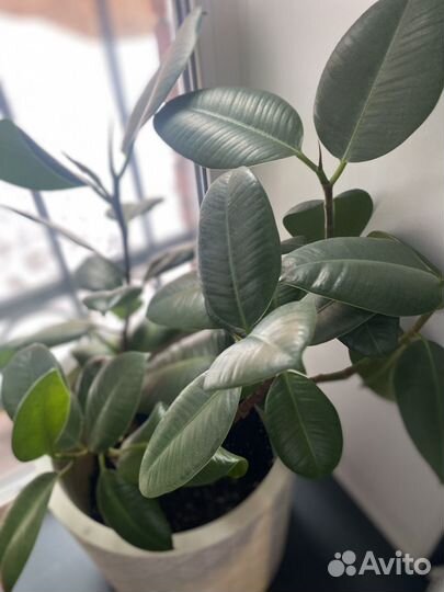 Фикус эластика