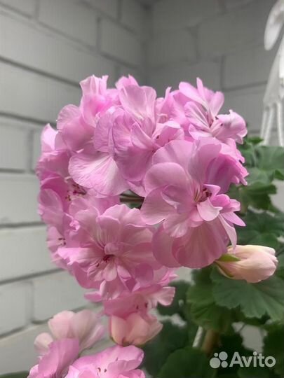 Сортовые пеларгонии