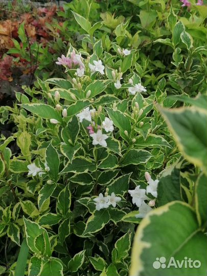 Чернозем,Перегной 1г,Торфосмесь,Навоз Крс,ЗИЛ 5т