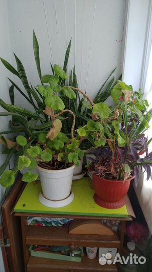 Комнатные растения