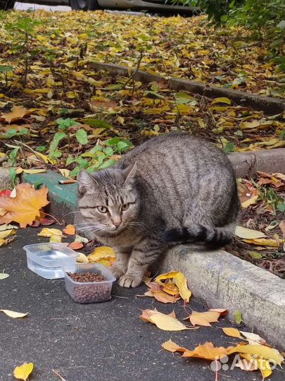 Кошка бесплатно в добрые руки