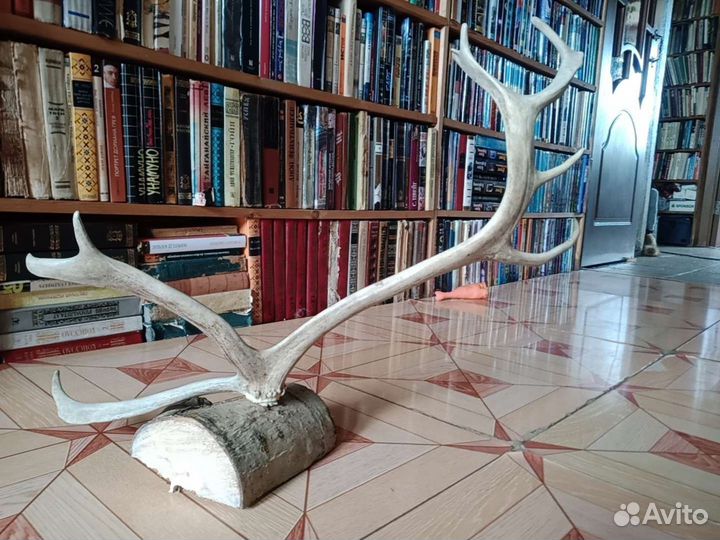 Рога оленя на подставке