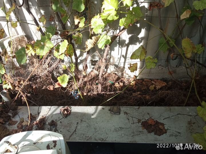 Бак нержавейка 440 литров