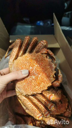 Краб Камчатка крупный,средний